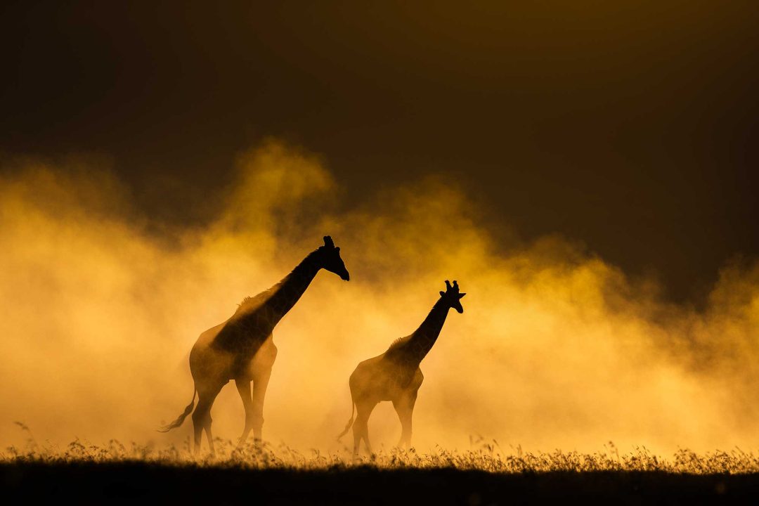 Ranganathan Mukkai, India: Reticulated giraffe, Solio Game Reserve, Kenya