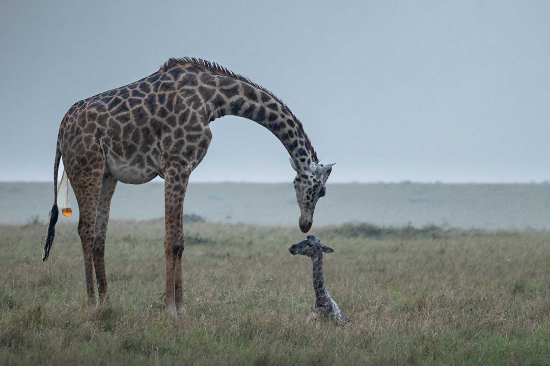 Terri Innes, UK: Masai giraffe, Masai Mara National Reserve, Kenya