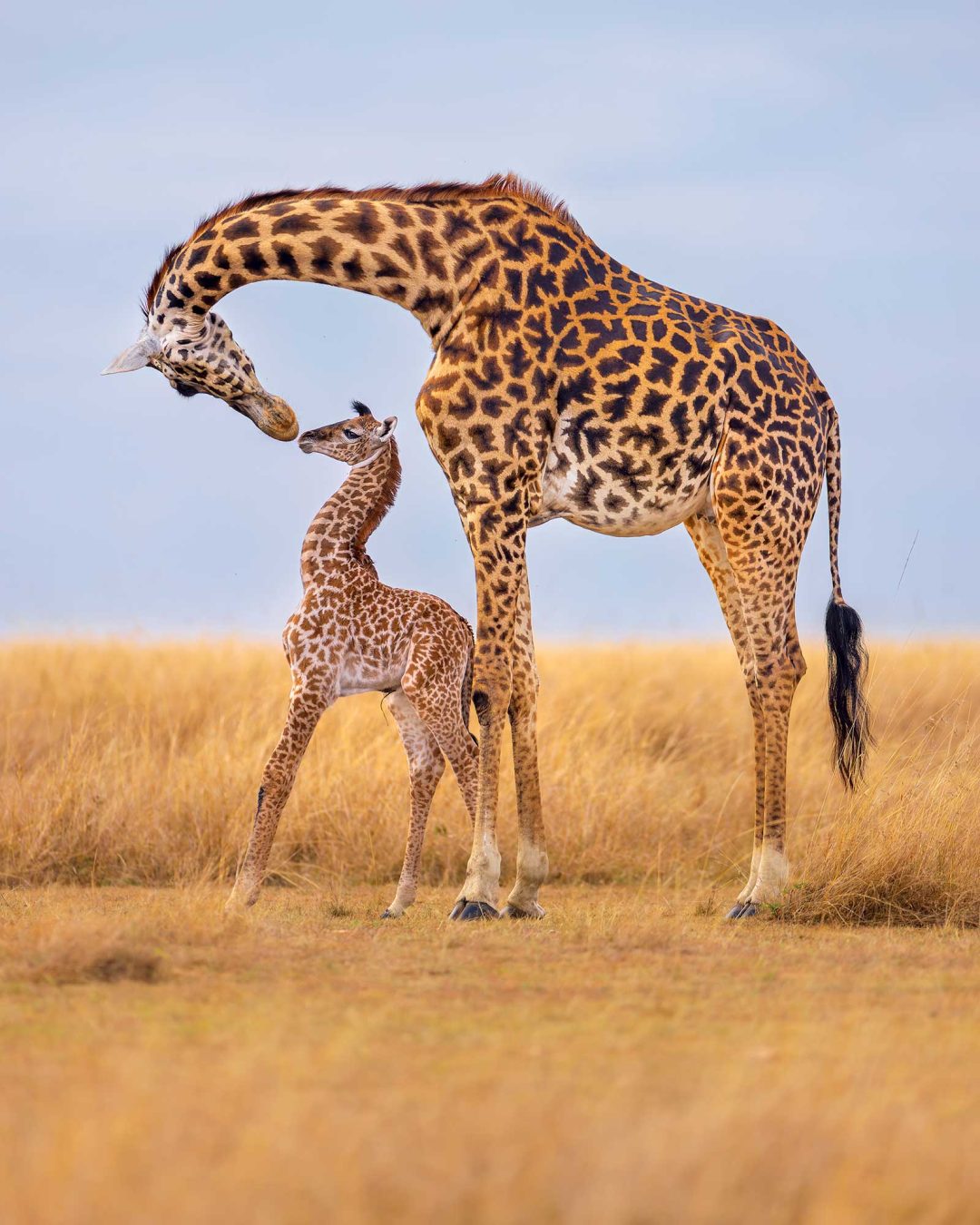 Thomas Nicholson, USA: Masai giraffe, Masai Mara National Reserve, Kenya