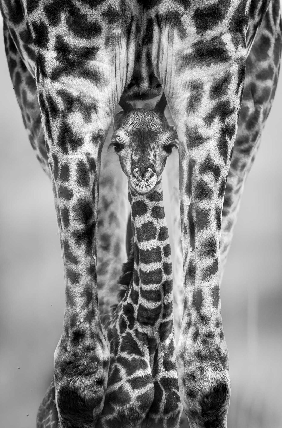 Tom Way, UK: Masai giraffe, Mara North Conservancy, Kenya