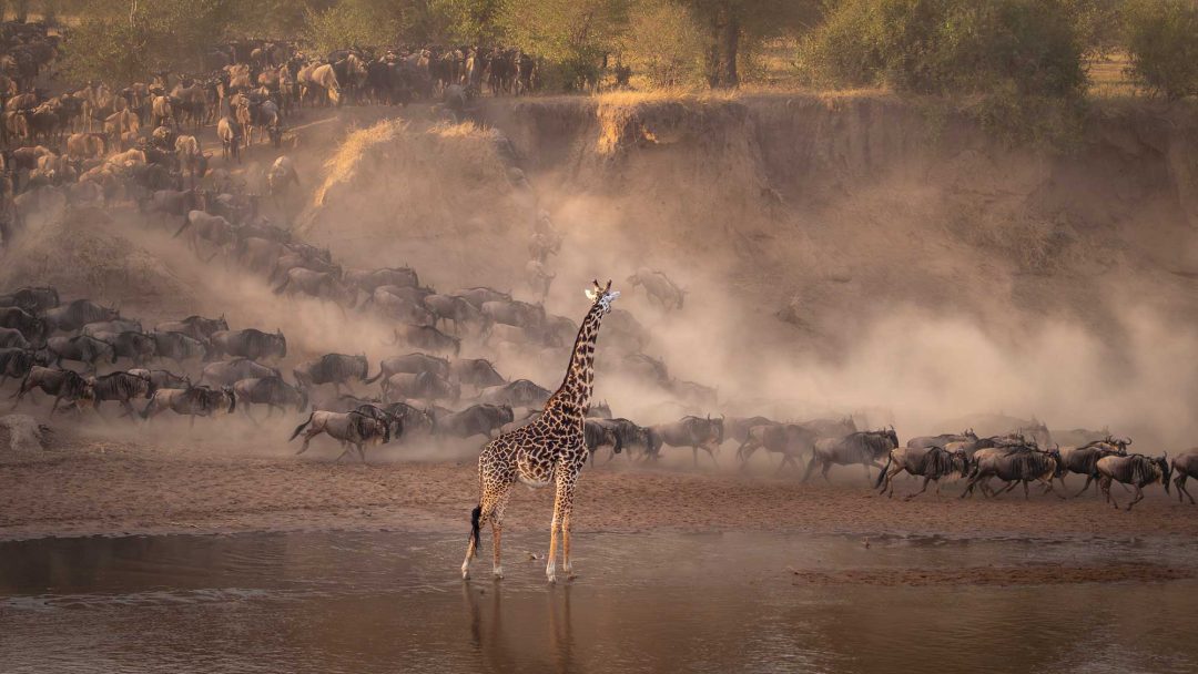 Tomasz Szpila, Poland: Masai giraffe, Serengeti National Park, Tanzania