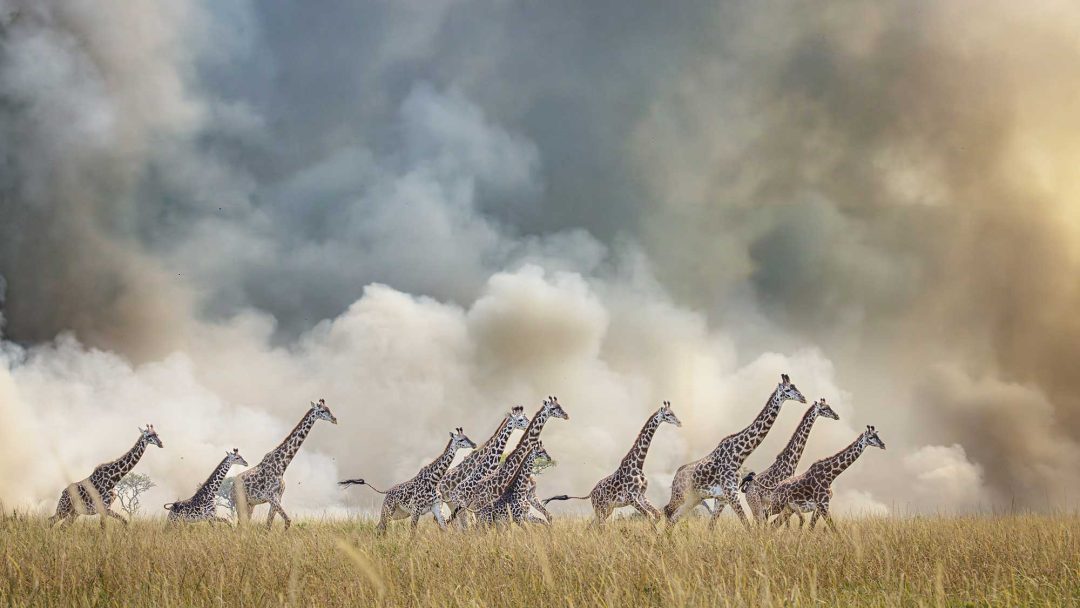 Vicki Santello, USA: Masai giraffe, Mara Triangle, Kenya