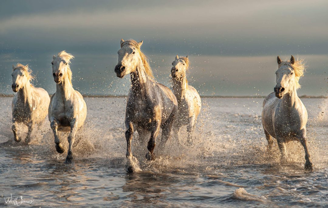 Camargue Horses