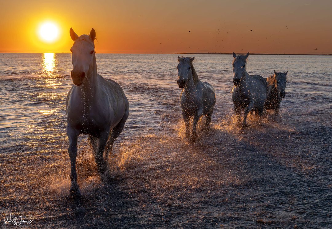 Camargue Horses