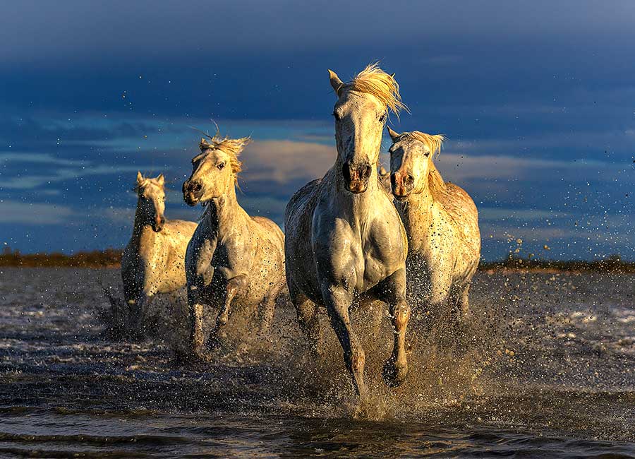 Horses Camargue Sunrise Horses Camargue Sunrise