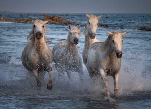 White horses in the surf