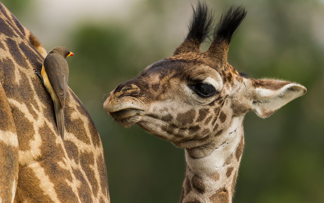 Remembering Giraffes