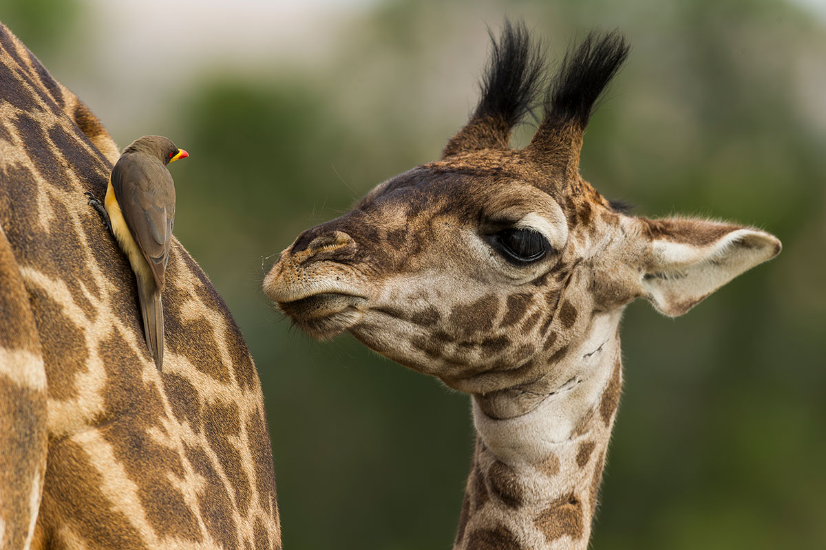 Remembering Giraffes